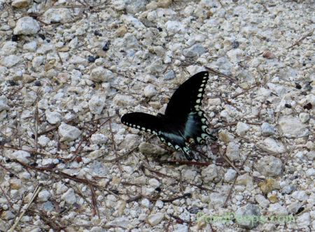 End of Summer - Swallowtail Butterfly at St Augustine Road Fish Management Area