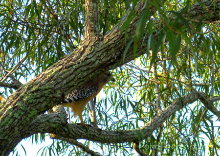 End of Summer - Hawk in tree at St Augustine Road Fish Management Area
