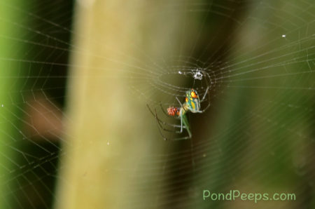 End of Summer - Orchard Spider catches an ant