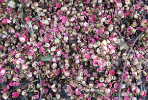 Fallen petals from the Cannonball tree, Couroupita guianensis