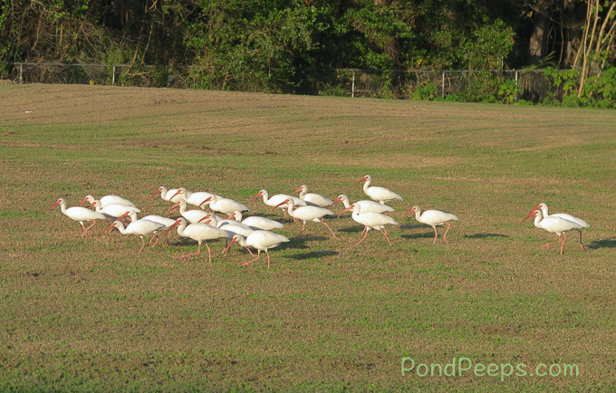 Flock of Ibis on the soccer field