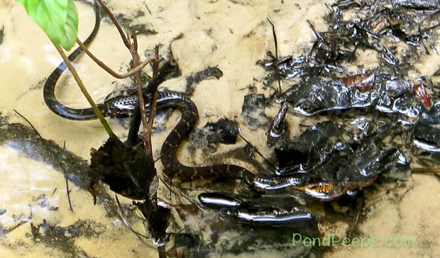 Florida Water snake at St. Augustine Road Fish Management Area