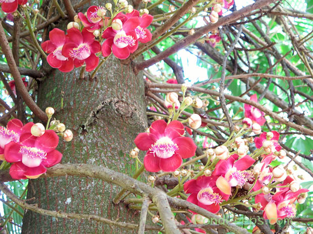 Flowers grow from the trunk of the Cannonball tree, Couroupita guianensis