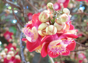 Flowers of the Cannonball tree, Couroupita guianensis
