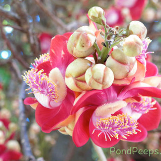 Flowers of the Cannonball tree, Couroupita guianensis