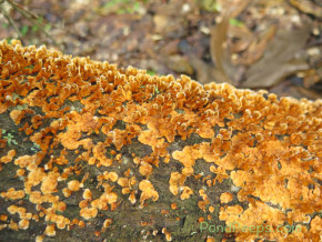 November in the St Augustine Road Fish Management Area: fungi on a fallen tree