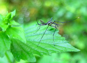 Gallinipper - Giant mosquito