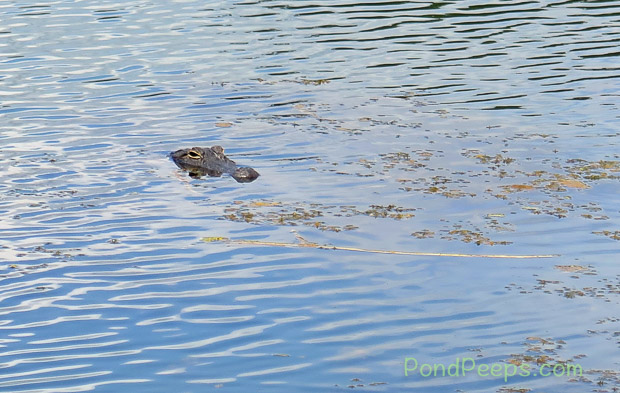 Gator at St Augustine Road Fish Management Area