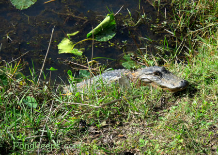 Gator in the grass at St Augustine Road Fish Management Area