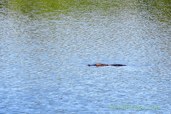 Gator is still around - Pond Peeps Spring 2017