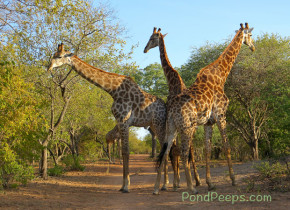Giraffes South Africa Safari