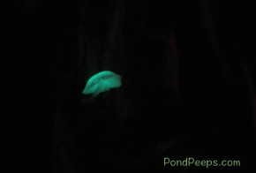 Glowing mushroom, Hachijojima, Japan