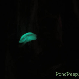 Japan: Glowing Mushrooms!