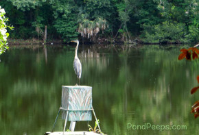 Great Blue Heron sitting on fish feeder