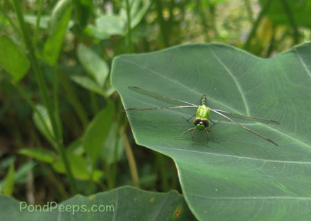 Green dragonfly - Green!