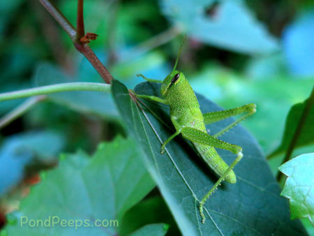 Green grasshopper - Green!