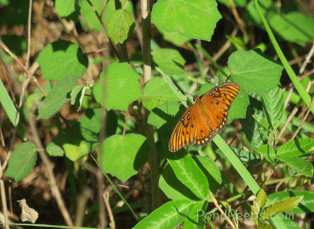 Gulf fritillary butterfly - May in Earl Johnson Park