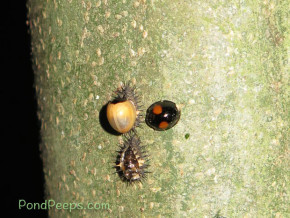 A newly hatched ladybug, adult ladybug and pupa