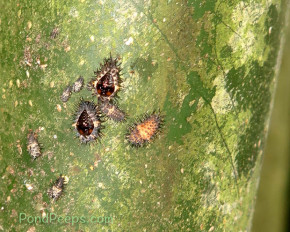 Ladybug larva and pupae