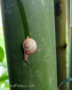 Life in the bamboo - snail