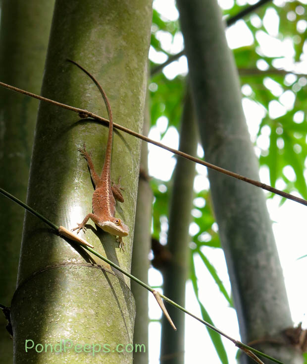 Life in the bamboo - a lizard surveys its prospects for breakfast