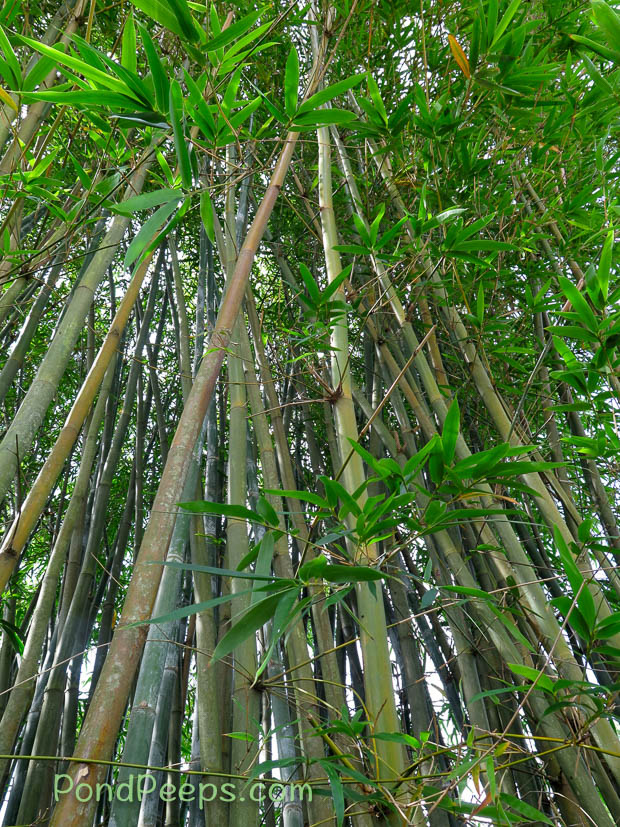 Punting pole bamboo