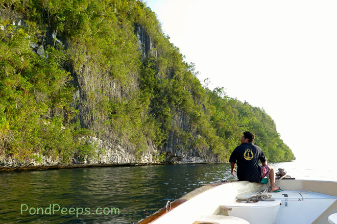 In Raja Ampat, looking for ant plants