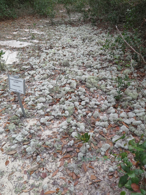 Jacksonville Arboretum Reindeer lichen