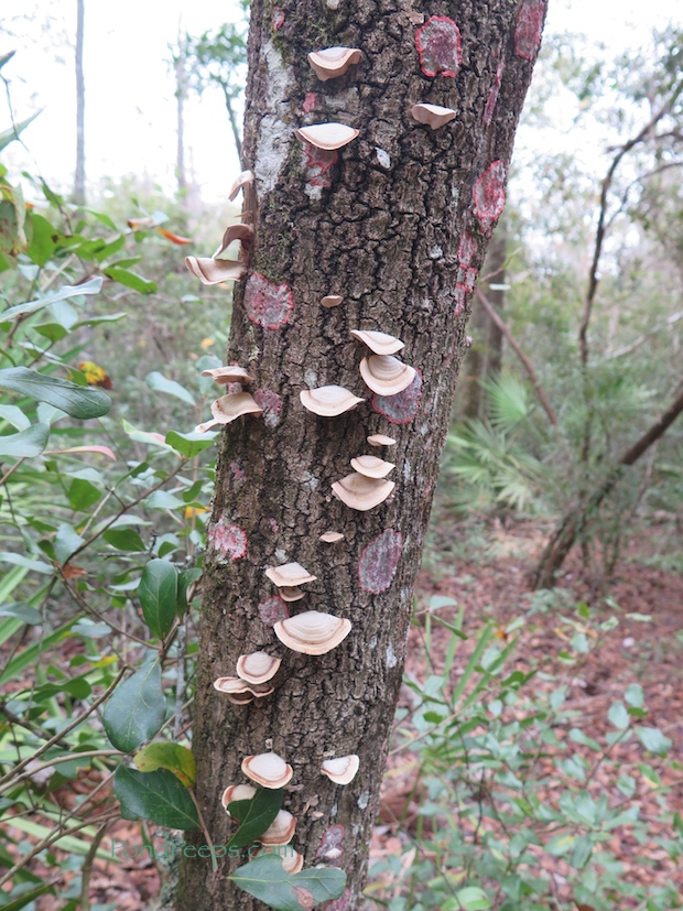 Jacksonville Arboretum - fungi and Christmas lichen
