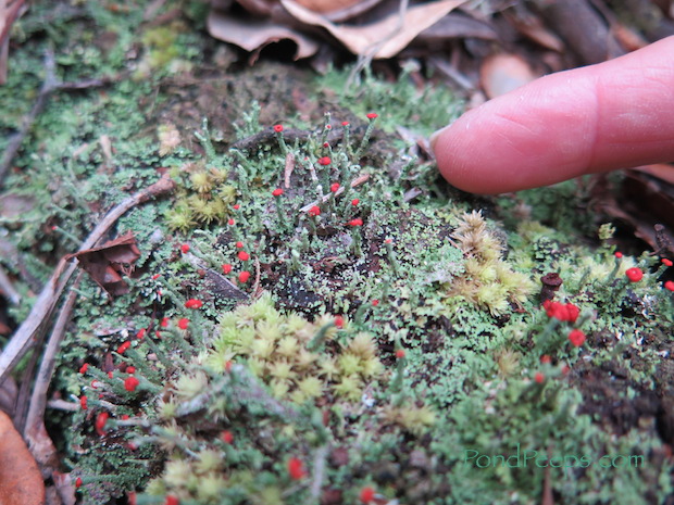 Jacksonville Arboretum lichen with fruiting structures!