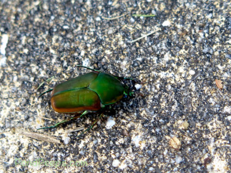 June bug - Green!