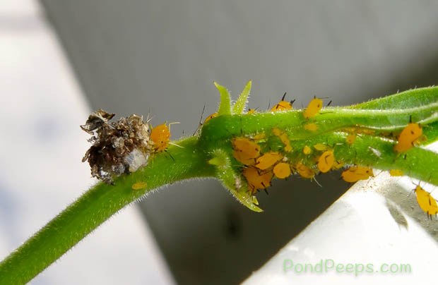 Lacewing larva, a.k.a., trash bug feeding on aphids
