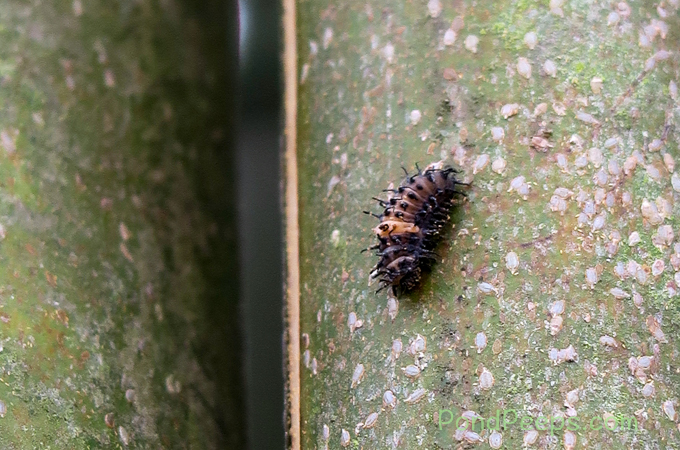 June 2017 - Lady bug larva in the bamboo
