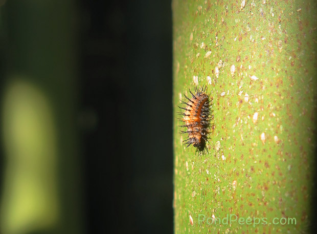 Ladybug larva from Pond Peeps July 2016