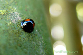 Ladybug on the bamboo