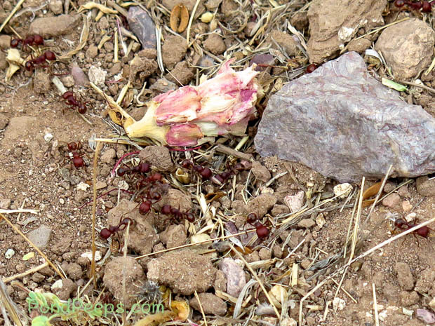 Large red ants at Rockhound State Park