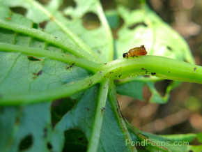 Larva of air potato leaf beetle, Lilioceris cheni