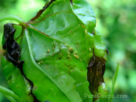 Larvae2 - More Air Potato Leaf Beetles, Lilioceris cheni