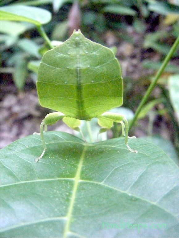 Leaf bug - Papua New Guinea
