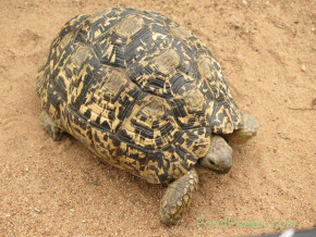 Leopard tortoise South Africa Safari