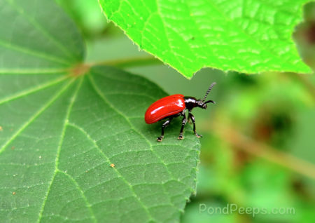 Little red beetle - More Air Potato Leaf Beetles, Lilioceris cheni