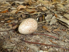 Bird egg on the ground at St Augustine Road Fish Management Area