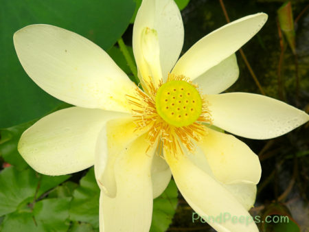 Lotus blossom - pond peeps yellow