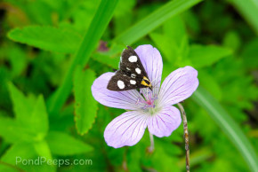Lovely flower from Joshinetsu Highland National Park