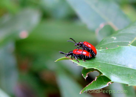 Mating beetles - More Air Potato Leaf Beetles, Lilioceris cheni