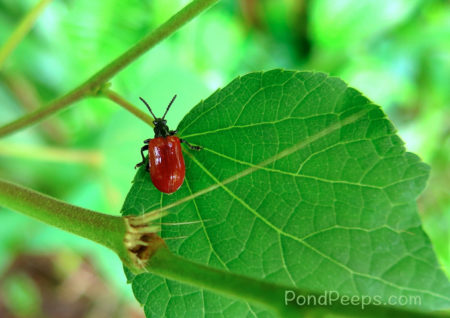 More Air Potato Leaf Beetles, Lilioceris cheni