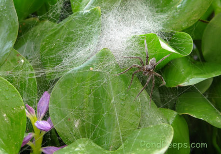 More Hatching Spiders - a really big spider in the water hyacinth