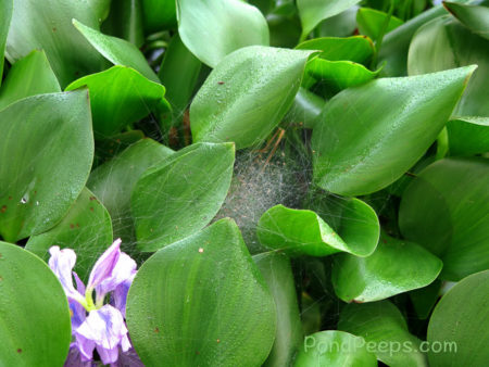 More Hatching Spiders - day two in the water hyacinths