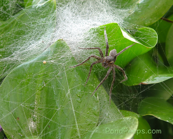More Hatching Spiders - Close up of big spider in water hyacinth