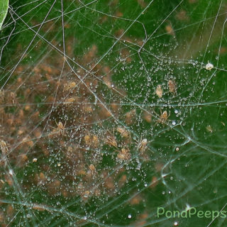 Halloween Surprise – More Hatching Spiders!